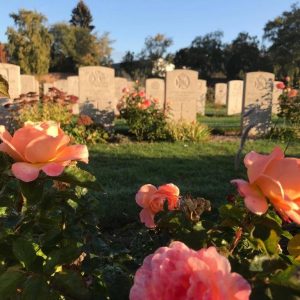 flowers growing around graves